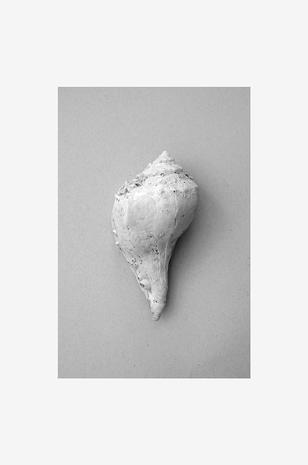Juliste Shell