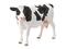 Schleich 13797, Holstein-lehmä – kuva 3