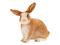 SCHLEICH 13827 RABBIT – kuva 2