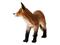 Schleich 14782, kettu – kuva 6