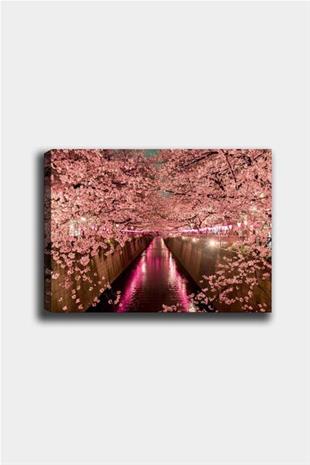 Taulu Sakura