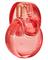 Bvlgari Omnia Coral - EdT 100 ml – kuva 6