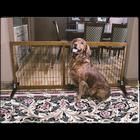 Carlson Pet Gate Freestanding Large Extra Wide & Extra Tall Brown 99-152 x 71 cm