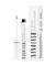 Nanolash Peptide eyelash serum 5 ml – kuva 1