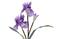 4Living 74cm Iiris oksa – kuva 1