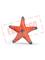 Schleich Starfish with color change – kuva 1