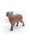 Schleich Capybara – kuva 1