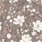 Ofelia Brown - 1056901-02 Tapetti – kuva 1