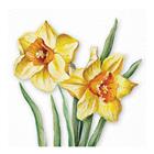 Ambiente - Servetti 33x33 cm 20 kpl Flowering Daffodils