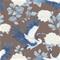 Pascal Brown - 1057401-03 Tapetti – kuva 1