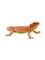 Mojo Wildlife Bearded Dragon – kuva 1