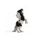 Schleich Black Label Tinker Gelding – kuva 1