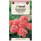 Zonal geranium lohenpunainen siemen / Pelargonium zonale pelargonium / geranium siemeniä parvekkeelle ja ruukkuun