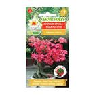 Aavikkoruusu Adenium obesum siemen / aavikkoruusun siemenet / adenium bonsai kaltainen mehikasvi