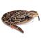 Snakesss Pehmeä Burman Python Wild Republic – kuva 1