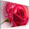Artgeist Lady Rose - Triptych taulusetti – kuva 1