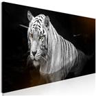Artgeist Shining Tiger Orange Narrow taulu