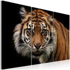 Artgeist A Wild Tiger taulusetti