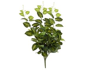 Everlands Bush pe taro tekokasvi