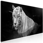 Artgeist Shining Tiger Black And White Narrow taulu