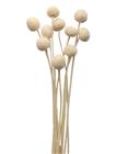 Cooee Design Cooee Design Dried Flowers Golden Ball Red - White - ONE SIZE