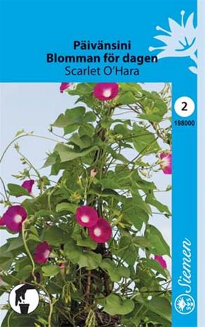 Päivänsini Scarlet O´Hara siemen