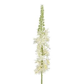 Mica Eremurus white 90cm tekokasvi