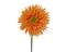 Everlands Chrysanthemum tekokukka – kuva 2