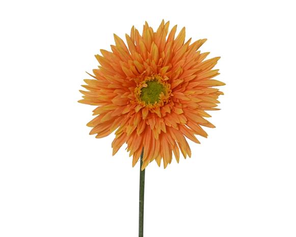Everlands Chrysanthemum tekokukka