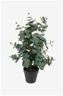 Present TimeKeinotekoinen kasvi Eucalyptus LeafVihreäTekokasvit- Homeroom