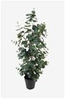 Present TimeTekokasvi Eucalyptus Leaf LargeVihreäTekokasvit- Homeroom