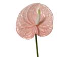 Everlands Anthurium 67cm tekokukka
