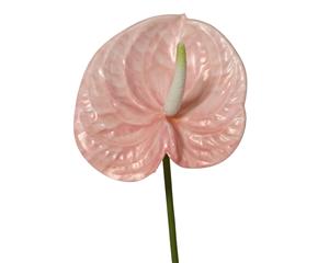 Everlands Anthurium 67cm tekokukka