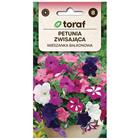 Riippuvat petunian siemenet Petunia hybrida pendula / kesäkukat parvekkeelle ja sänkyyn