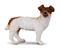 Jack Russell Terrier S CollectA – kuva 5