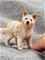 Schleich Wild Life Arctic Wolf Cub susi – kuva 4