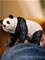 Schleich Wild Life 14885 Isopanda – kuva 4