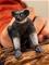 Schleich Wild Life 14877 Indri – kuva 6