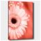 Kangastuloste Gerbera – kuva 1