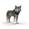 Schleich American Wolf – kuva 3