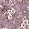 Elna Pink - 1082701-05 Tapetti – kuva 1