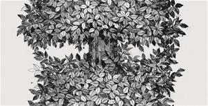 Viola Grä¥sten Hassel - 9818W Tapetti
