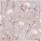 Inse Pink - 1064601-06 Tapetti – kuva 1
