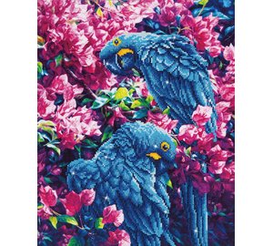 DD BLUE PARROTS TIMANTTITYä?