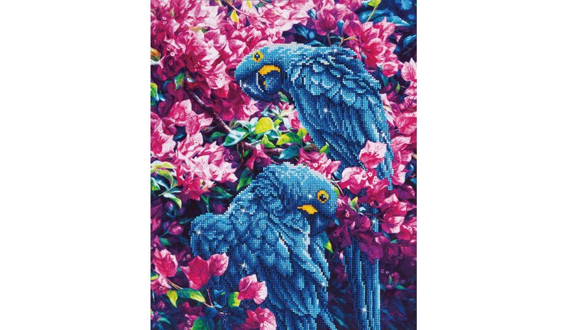 DD BLUE PARROTS TIMANTTITYä?