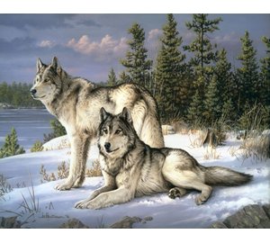 FA WOLVES COUPLE NUMEROMAALAUS