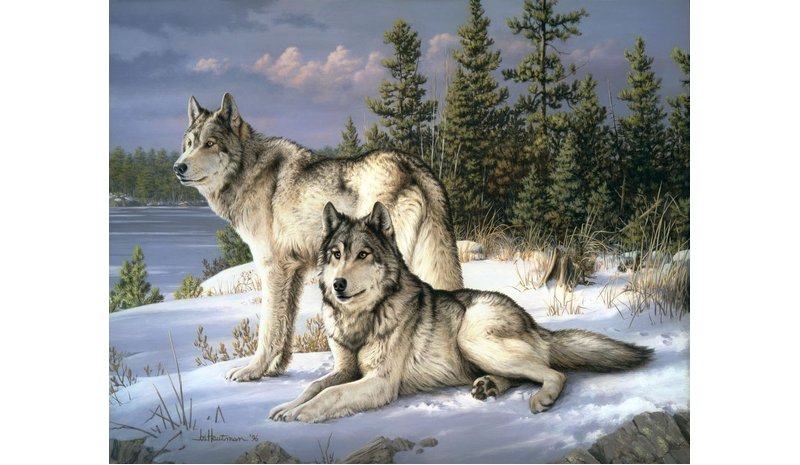 FA WOLVES COUPLE NUMEROMAALAUS