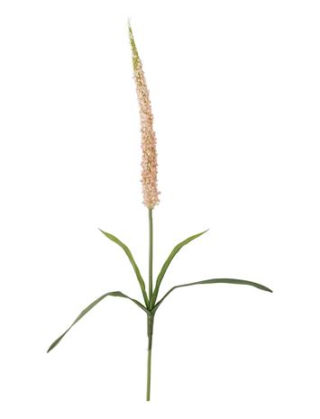 Bloomingville Foxtail Stem - Pink - H73CM