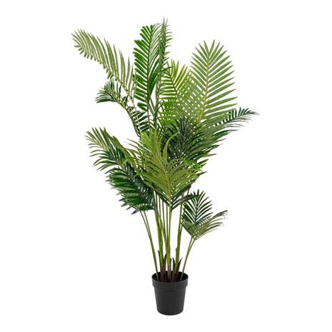 Tekokasvi Areca, K175 cm