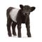 Schleich Galloway Calf – kuva 6